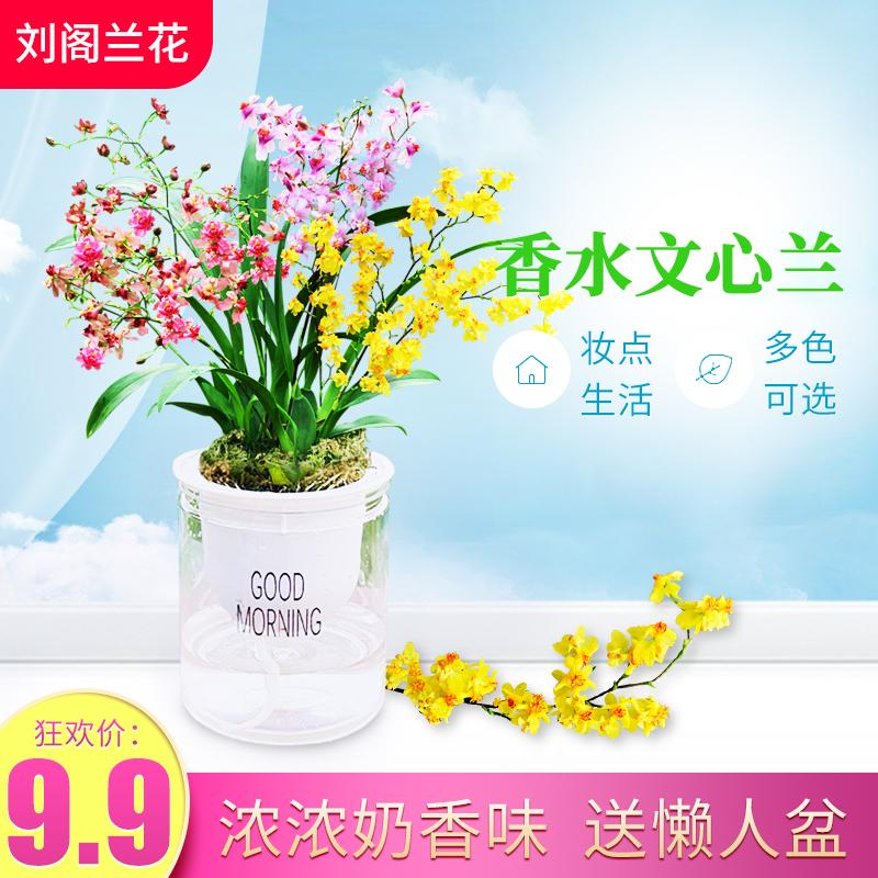 Còn rất nhiều nụ cần bán Nước hoa 3 màu Oncidium dream hương sữa hương hoa trong nhà và ngoài trời chậu cây xanh