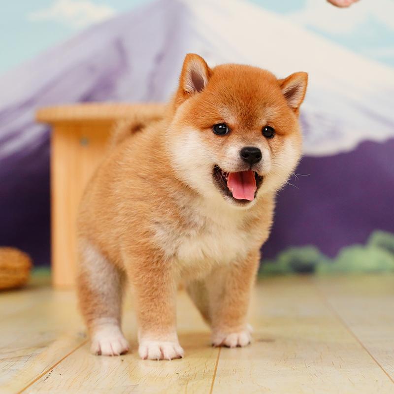 Nhật Bản Shiba Inu Puppies Purebred Cubs Dog PET Dog Cơ thể sống màu đen củi mồi trắng hạt củi mùa thu SHANGHAI