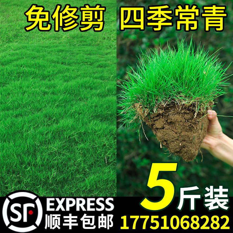 Bãi cỏ bảo vệ mái dốc hạt cỏ Bermudagrass Manila bốn mùa vườn thường xanh thảm cỏ phủ xanh hạt lúa mạch đen