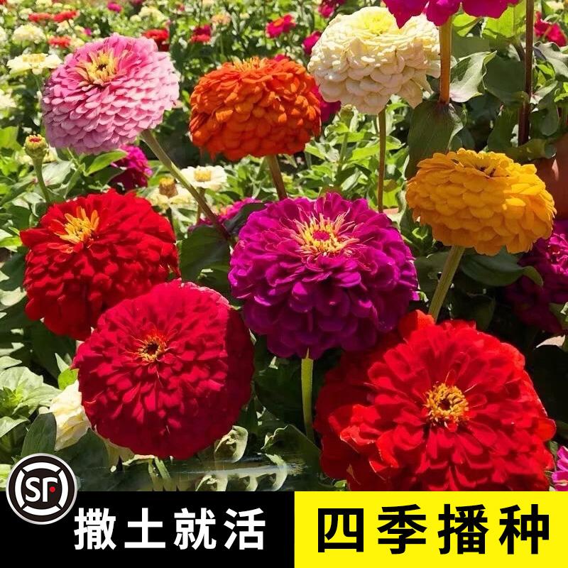 Hạt giống giống zinnia phối màu hạt giống giống zinnia bốn mùa dễ trồng dễ trồng ra hoa trồng chậu ban công sân vườn