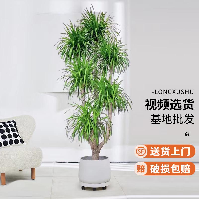 Cây huyết dụ trong chậu cây râu rồng phòng khách cây xanh làm mô hình trong nhà văn phòng lớn cây bonsai one thing one shot