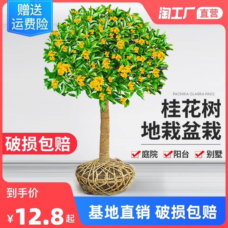 Osmanthus cây non trồng trong chậu bốn mùa osmanthus osmanthus hương thơm mạnh cây trồng trong nhà vườn vàng cây lớn bonsai trồng hoa trên mặt đất