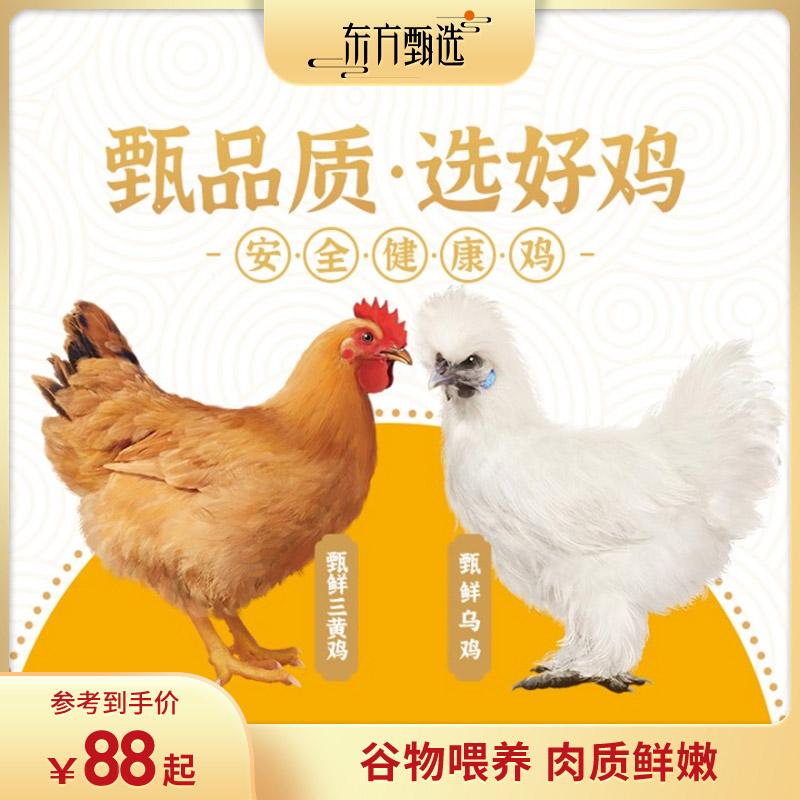 Dongfang Tam Hoàng Chọn Lọc/Gà Mượt 2con 1kg/con