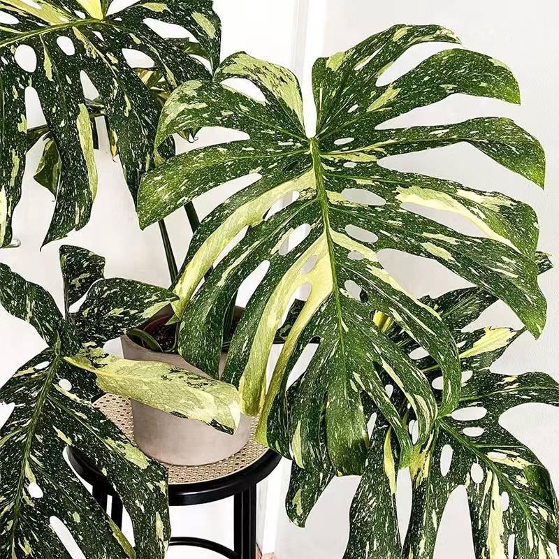 Miki rắc vàng monstera lưng rùa tre lưng khoai môn thổ cẩm INS lưới đỏ cây xanh nhập khẩu cây trồng trong chậu