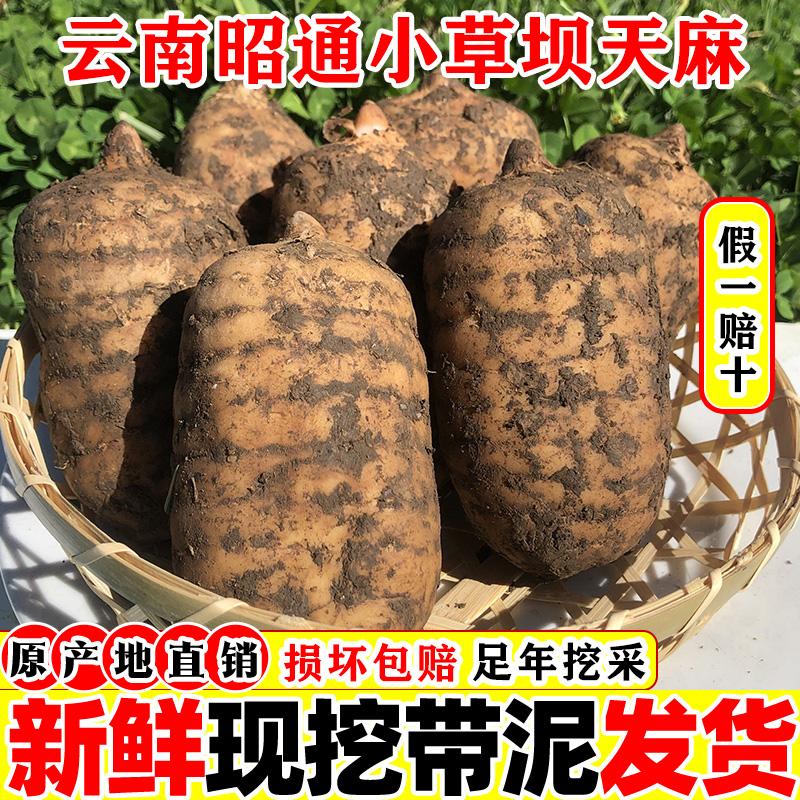 Gastrodia tươi hoang dã Vân Nam Zhaotong loại đặc biệt chính hãng Xiaocaoba bột gastrodia đích thực hàng khô thuốc thảo dược Trung Quốc miễn phí vận chuyển