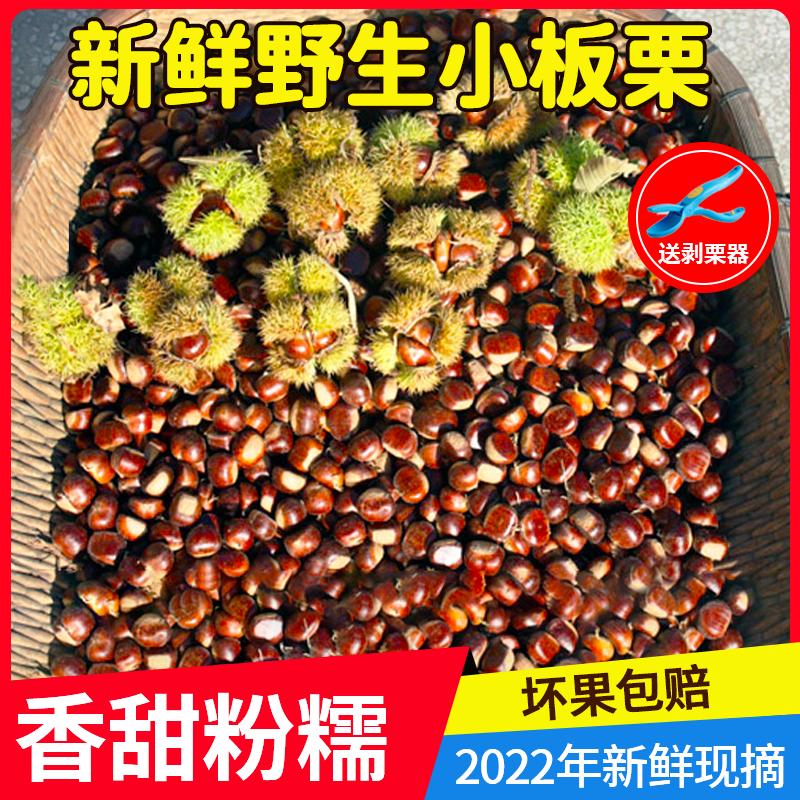 Hạt dẻ tươi tươi 2022 Fresh Wild nhỏ Hạt dẻ Hạt dẻ thô Hạt dẻ jiangxi