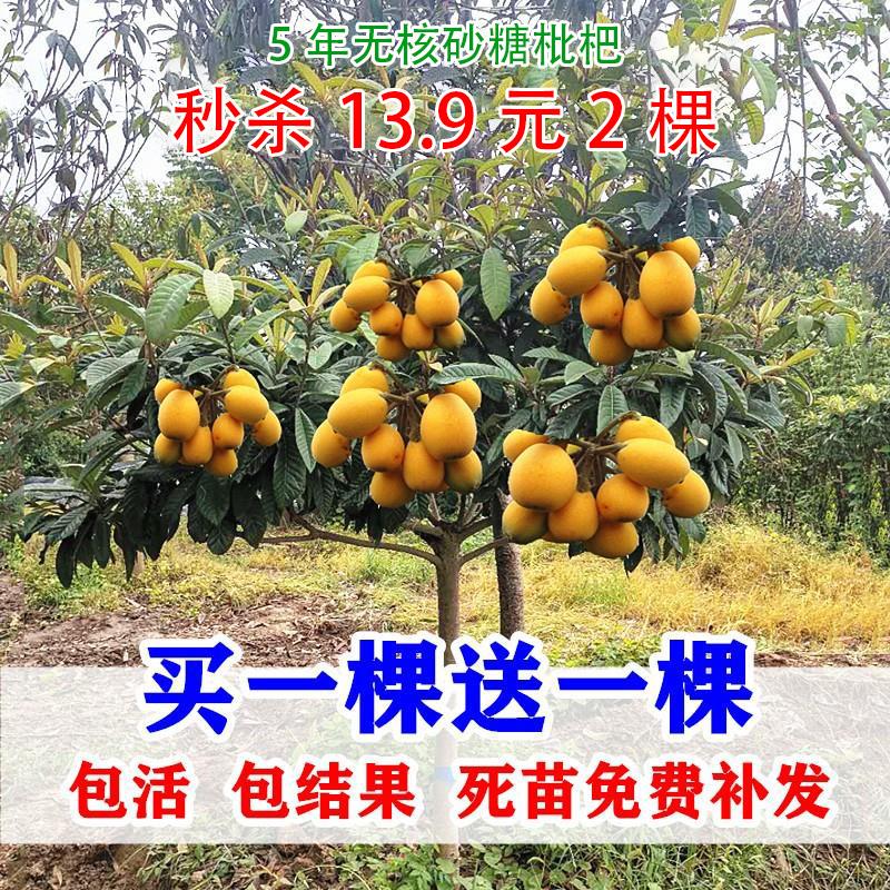 cây loquat không hạt hạt to đường hạt to cây năm sao ghép cây giống loquat ghép trồng khắp các miền nam bắc