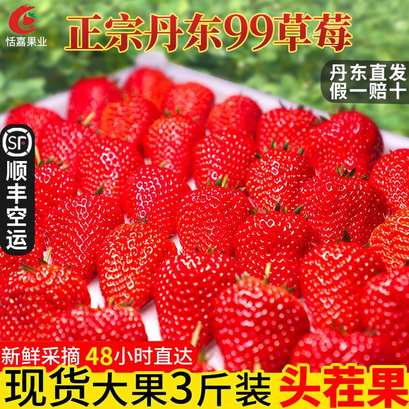 Dandong 99 Strawberry Fresh Beauty Cream Donggang 99 Sweet Milk Strawberry Trái cây lớn Hộp quà tặng Trái cây lớn đích thực Vận chuyển hàng không