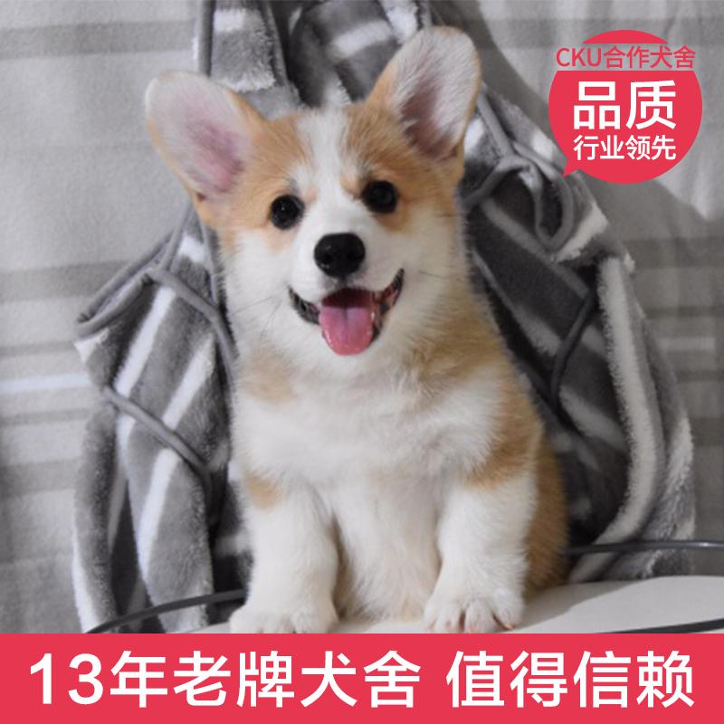 Chuồng được chứng nhận Thượng Hải/chó cưng sống Corgi xứ Wales hai máu/chó con corgi vàng và trắng thuần chủng