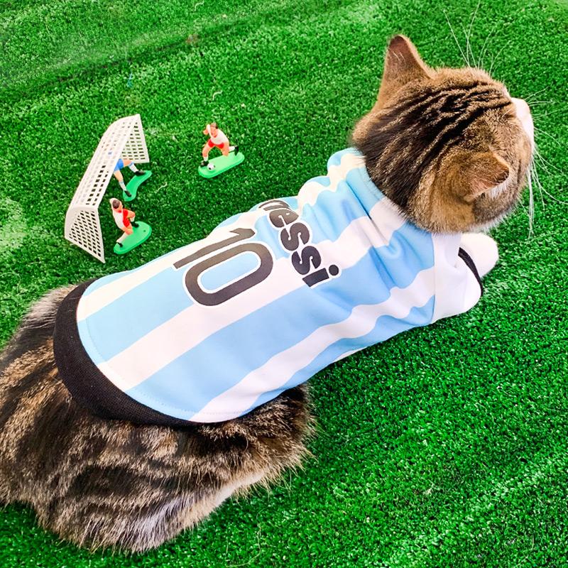 Quần áo mèo Argentina World Football Cup Jersey Autumn and Winter British Short Blue Cat Puppet Kitten Cat Pet Winter