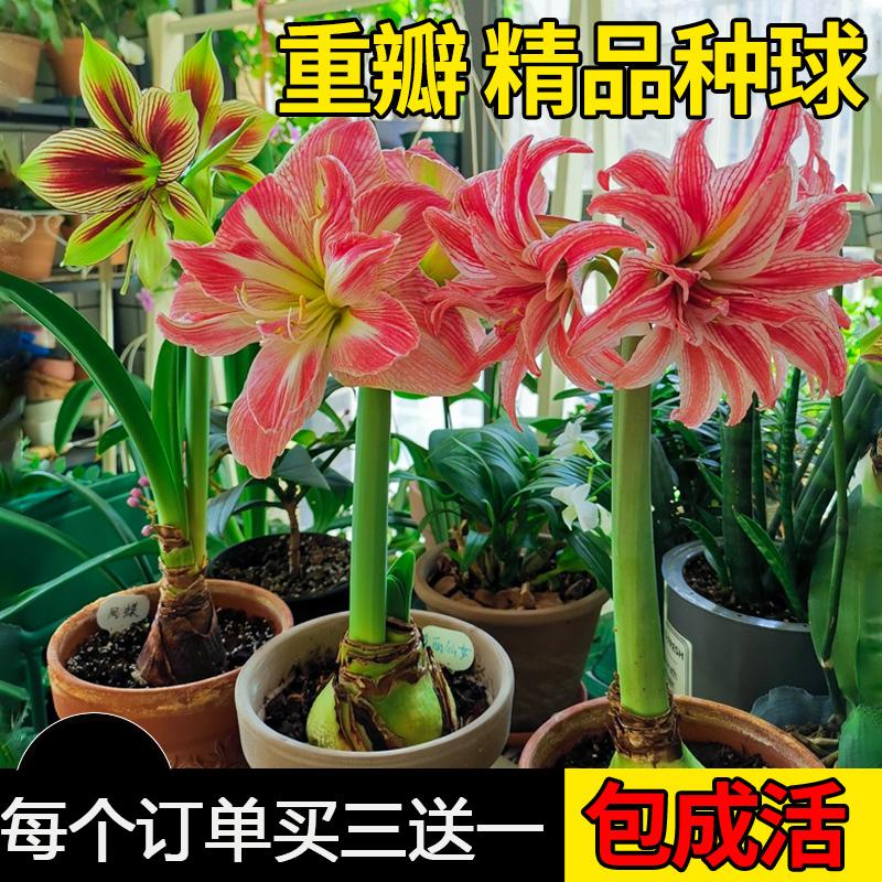 Củ amaryllis nhập khẩu, chậu hoa cực lớn, hai cánh, cây sân vườn ban công trong nhà và ngoài trời nở hoa quanh năm