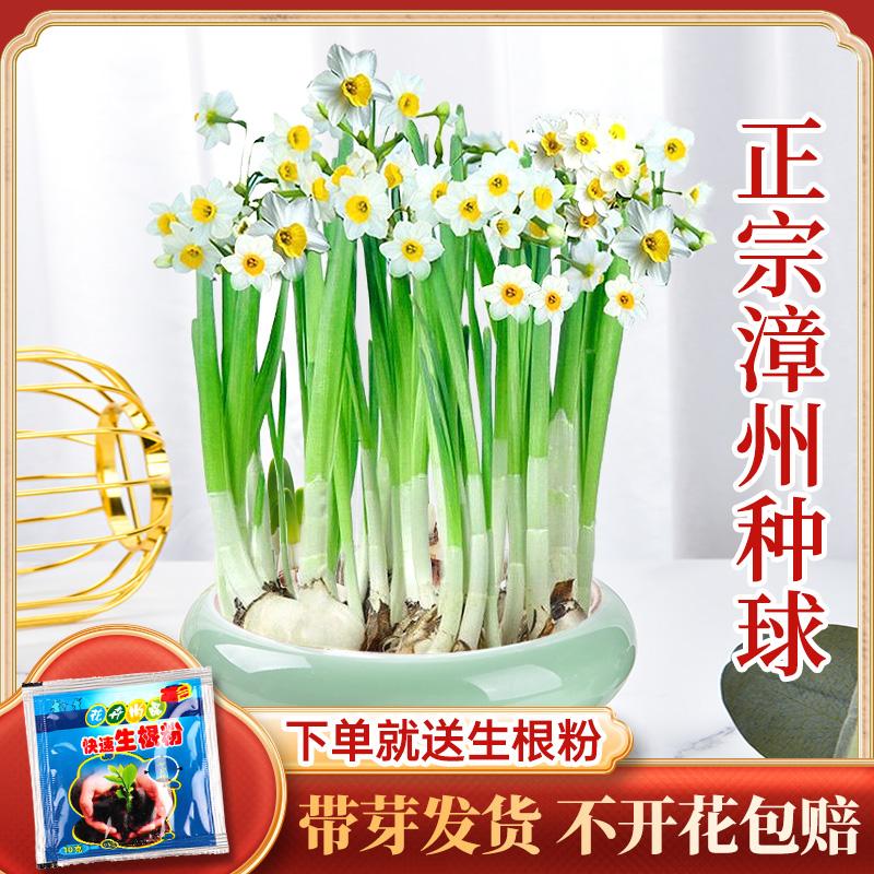 Cây giống hoa Zhangzhou Narcissus, hoa trồng hoa thủy canh, hoa trong nhà nở rộ trong bốn mùa