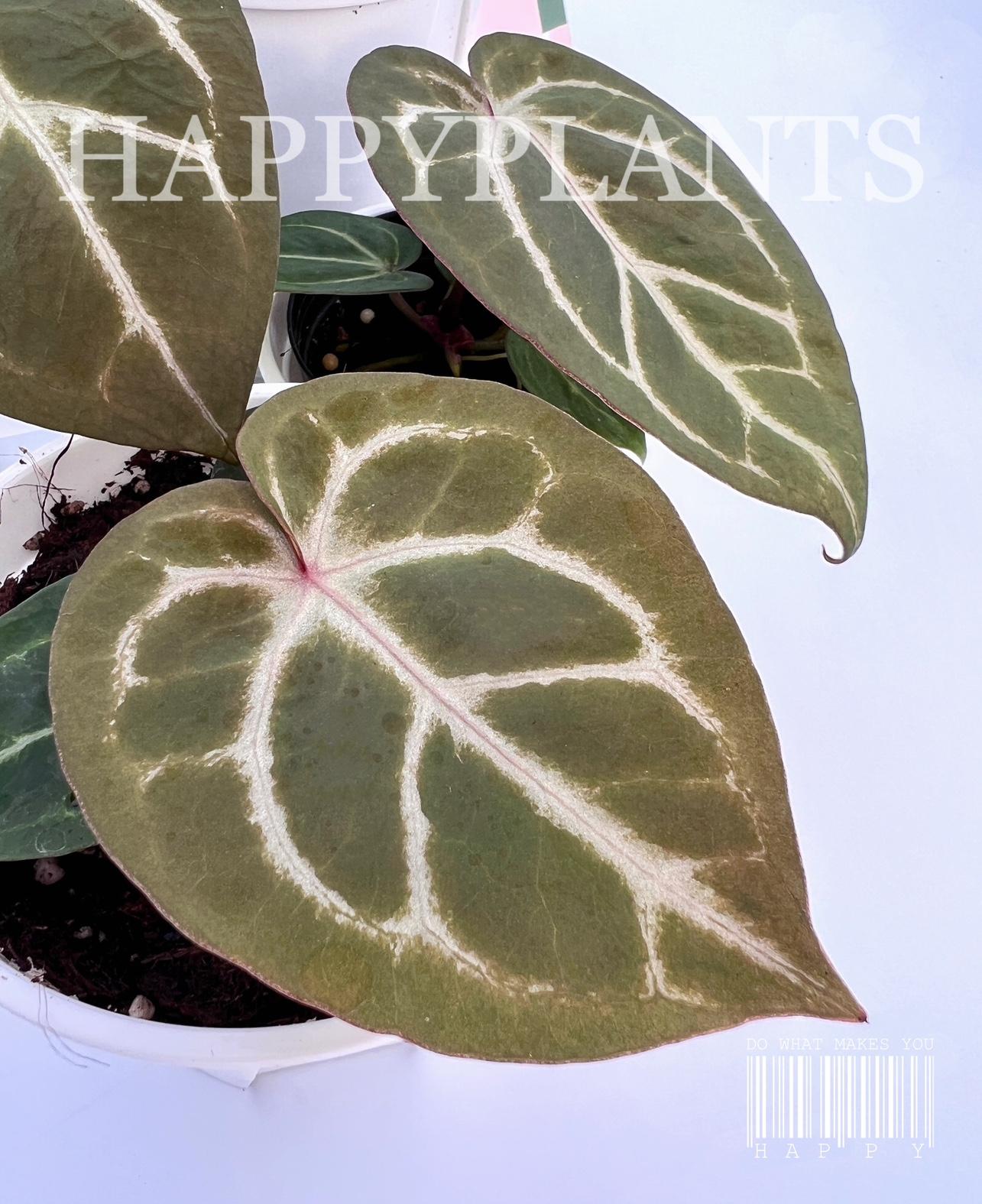 Happy Plant Sản phẩm mới Nến hồng môn pha lê đào, vân hồng tuyệt đẹp x hồng môn trái đào, xem tán lá hồng