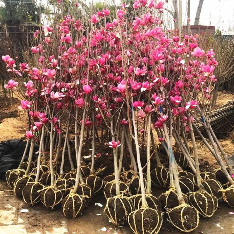 Magnolia Saplings Cây sân lớn Trồng phong cảnh xanh và sân trong màu đỏ tươi, màu đỏ màu vàng tím Magnolia