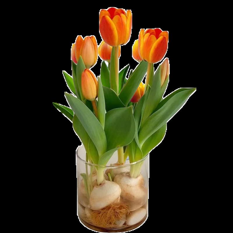 Bóng đèn hoa tulip cây thủy canh hai hoa nhập khẩu cây xanh trong nhà hạt giống trong chậu hoa thủy tiên hoa lục bình cây thủy canh