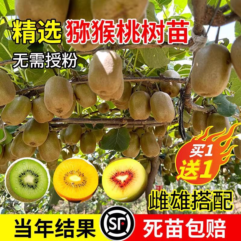 Cây giống trái kiwi trái tim đỏ mềm mại, cây giống trái kiwi ghép về phía bắc và phía nam, cây giống kiwi sẽ ra quả trong cùng một năm