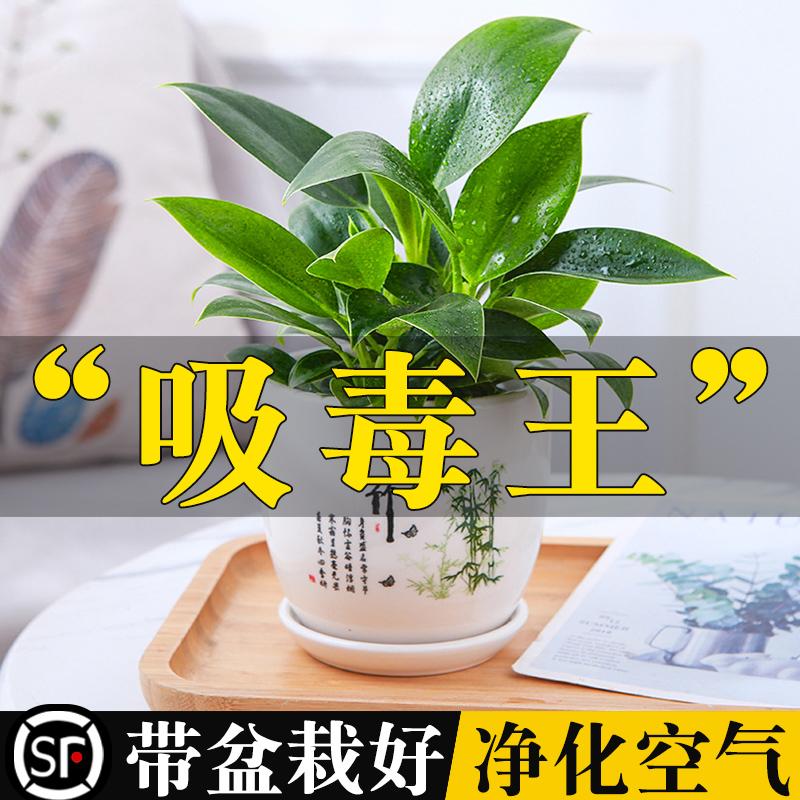 Golden Diamondhopper Plants Golden Ge 栽 Hoa trong nhà và cây xanh, cây xanh và thức ăn để nuôi bốn mùa hấp thụ nhà mọng nước của formaldehyd