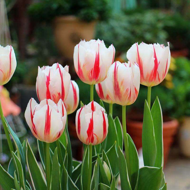 Nhập khẩu mười bóng tulip 5 độ mùa thu và mùa đông hoa chịu lạnh trong chậu bốn mùa lục bình hạt giống thủy canh đất