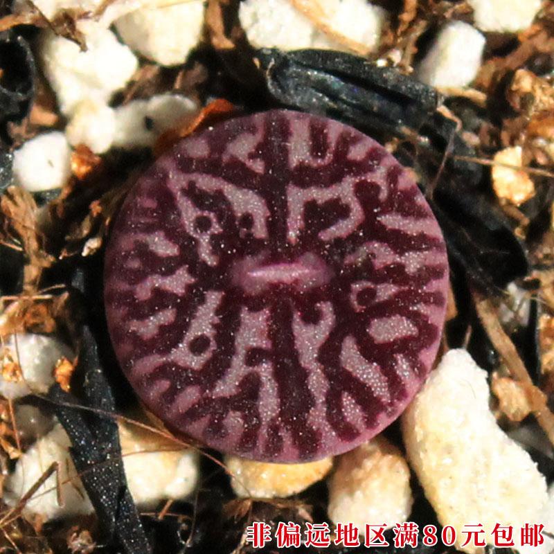 9121-9140-/-Succulents Lithops Cone Apricotaceae Mao Hanni 【Sống 44】