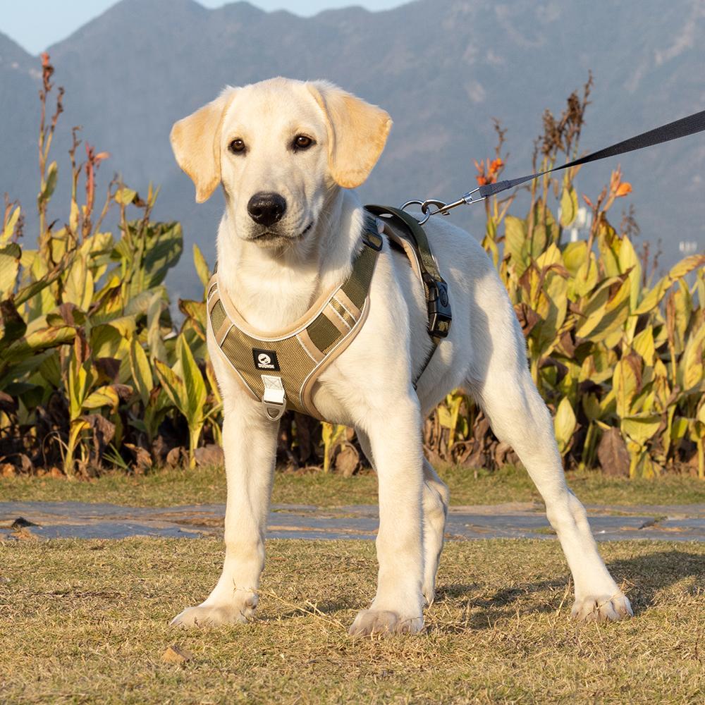 Dây Xích Chó Vừa Lớn Xích Chó Đi Bộ Cho Chó Áo Vest Phong Cách Dây Chó Tha Mồi Vàng Labrador Ngực Giữ Túi Cho Bé