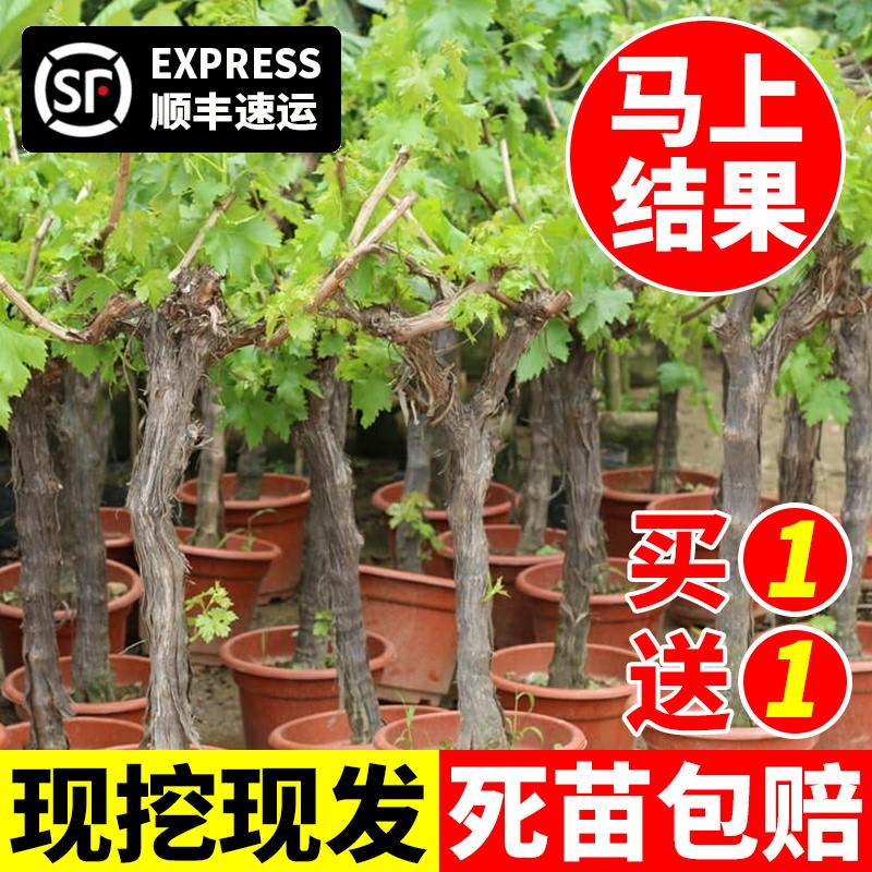 Grapevine Sunshine Rose Sapphire Chậu cây nho leo Qingwang Trồng cây giống nho không hạt Jufeng ở miền Nam và miền Bắc