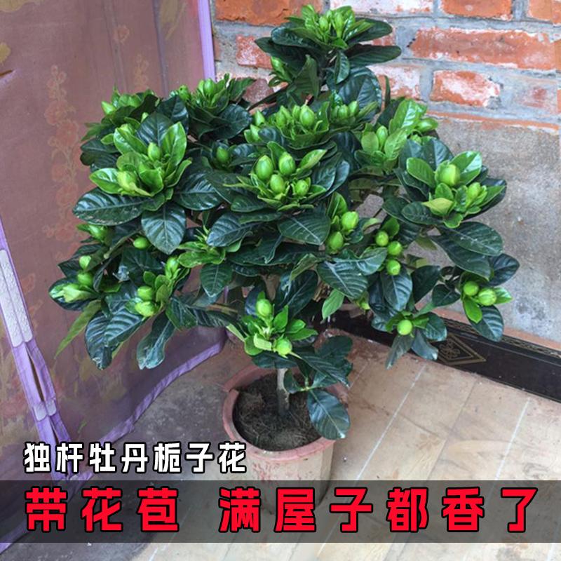 Cây hoa trồng trong chậu Gardenia, hoa bốn mùa trong nhà có nụ, cây xanh ban công, cây con lớn có mùi thơm nồng, dễ trồng