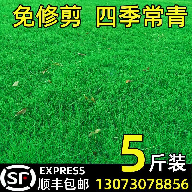 Hạt giống cỏ bảo vệ mái dốc cỏ bermudagrass Manila thường xanh bốn mùa trong sân thảm hạt giống cỏ phủ xanh hạt giống cỏ lúa mạch đen