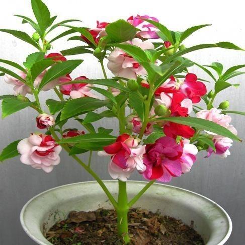 Hỗn Hợp Màu Sắc Hoa Trà Impatiens Hạt Giống Hoa Móng Tay Con Gái Trong Nhà Ban Công Chậu Sân Dễ Sống Bốn Mùa Hạt Giống Hoa