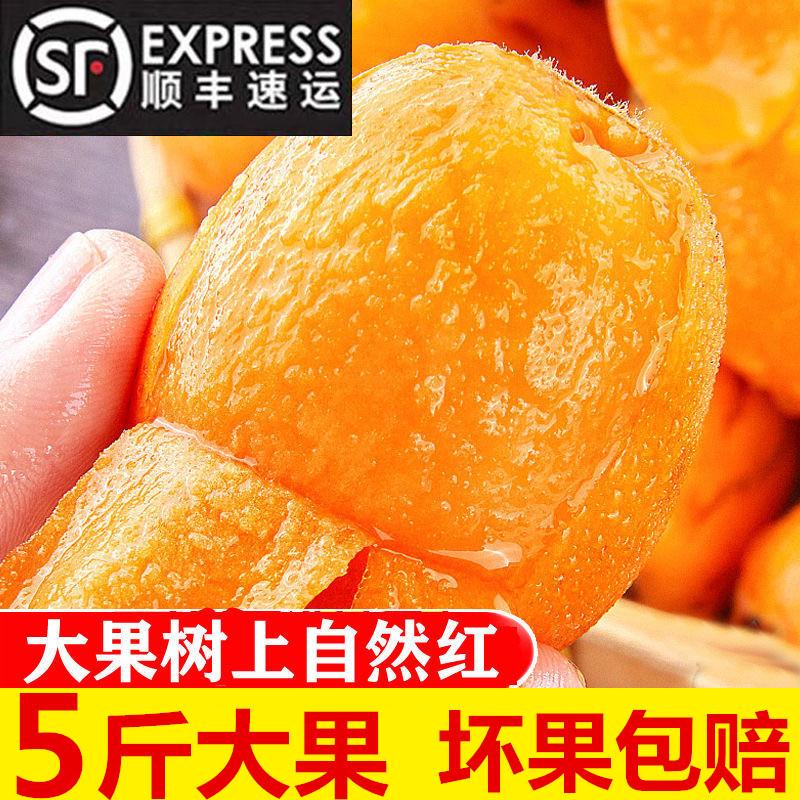 Shunfeng miễn phí vận chuyển loquat tươi trái cây lớn 5 catties nên theo mùa trái cây phụ nữ mang thai Putian Shufeng thêm pipa ngọt lớn cả hộp 3