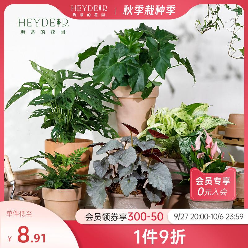 Heidi's Garden Cửa Hàng Hàng Đầu Cây Xanh Trong Nhà Chậu Động Tiên Rùa Khoai Môn Cây Cao Su Dễ Dàng Bảo Quản Phòng Khách Cây Thủy Canh