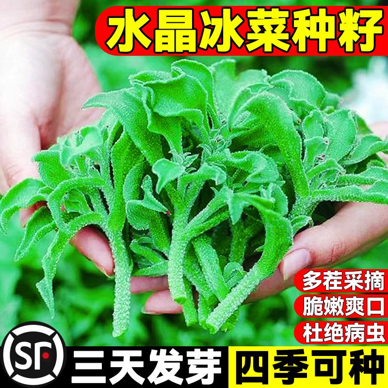 Crystal Ice Seeds Ban công Hạt giống rau trồng trong chậu Bộ sưu tập hoàn chỉnh Cây giống cỏ băng bốn mùa để trồng Hạt giống rau xanh vào mùa thu đông