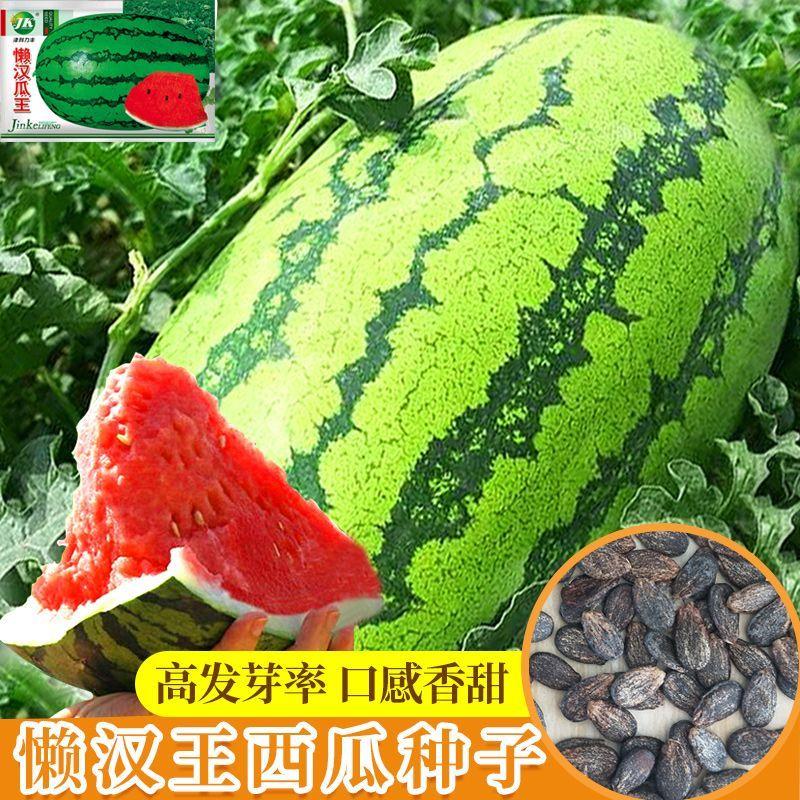 Hạt giống dưa hấu Lazy Man Melon King giòn, ngọt, chín sớm ở miền Nam, hạt giống rau, quả dưa hấu vỏ mỏng, ít hạt được gieo trồng vào tất cả các mùa ở miền Nam.