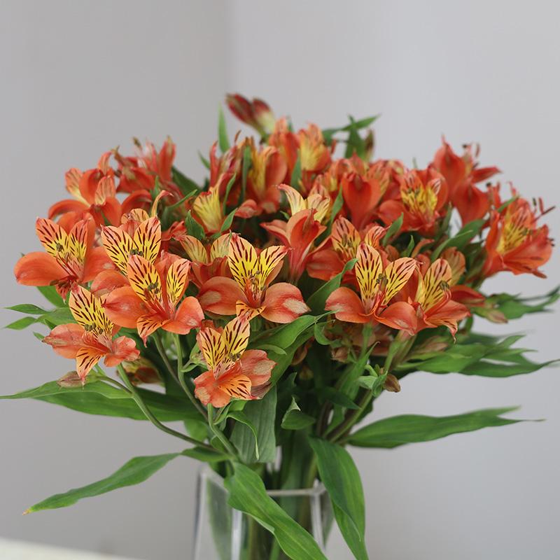 Hoa Vân Nam hoa thủy tiên hoa huệ alstroemeria bó hoa cơ sở màu cam giao hàng trực tiếp đến cùng thành phố cắm hoa trang trí thủy canh nhanh