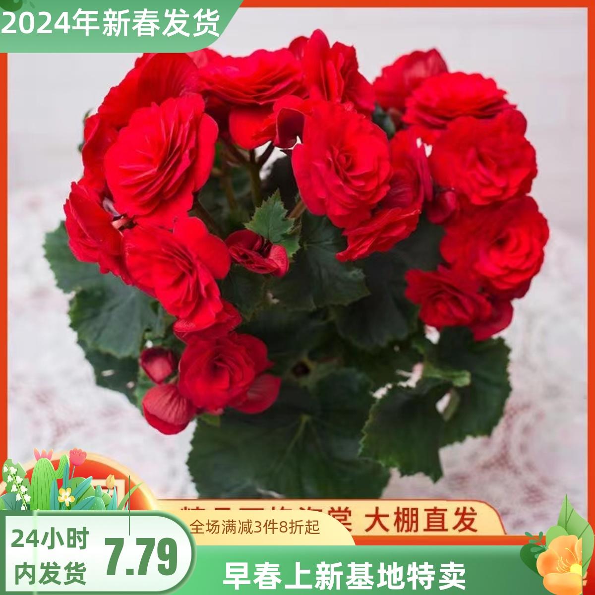 Cây trồng trong chậu Double Lige Begonia có nụ nở quanh năm hoa hồng thủy tinh Hoa thu hải đường trong nhà hoa ban công