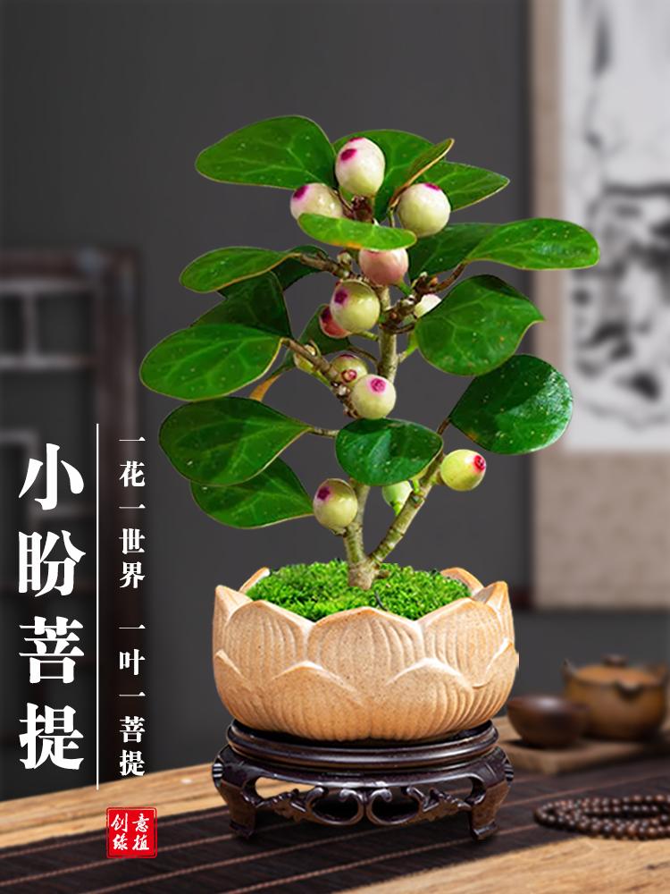 Cây bồ đề bonsai Xiaopan Cây bồ đề trồng trong chậu Thiền tông Trung Quốc cây trồng trong chậu nhỏ trong nhà trái cây cây xanh sáng tạo tiểu cảnh trong chậu