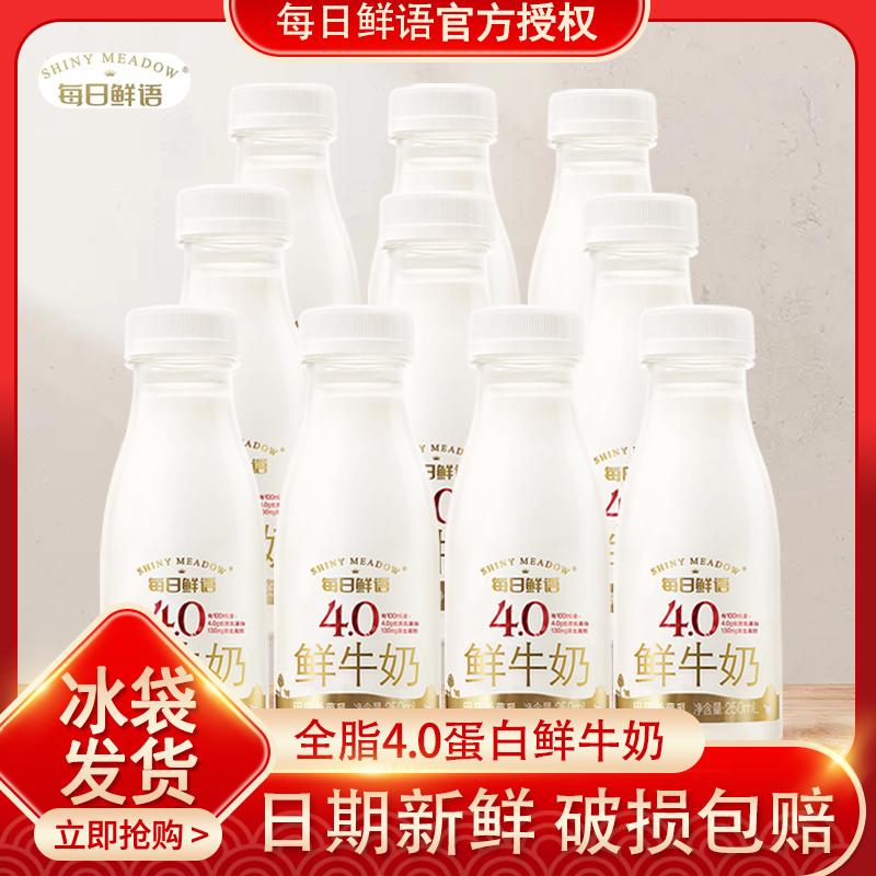 Từ tươi hàng ngày đầy đủ chất béo 4,0g/100ml protein sữa tươi nhiệt độ thấp 250ml sữa ăn sáng ít béo tiệt trùng