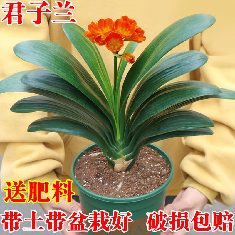 Clivia trồng trong chậu bốn mùa cây giống già cây hoa sân trong nhà trồng cây xanh thủy canh tốt để nuôi cây con cỡ đầu tròn nhà sư