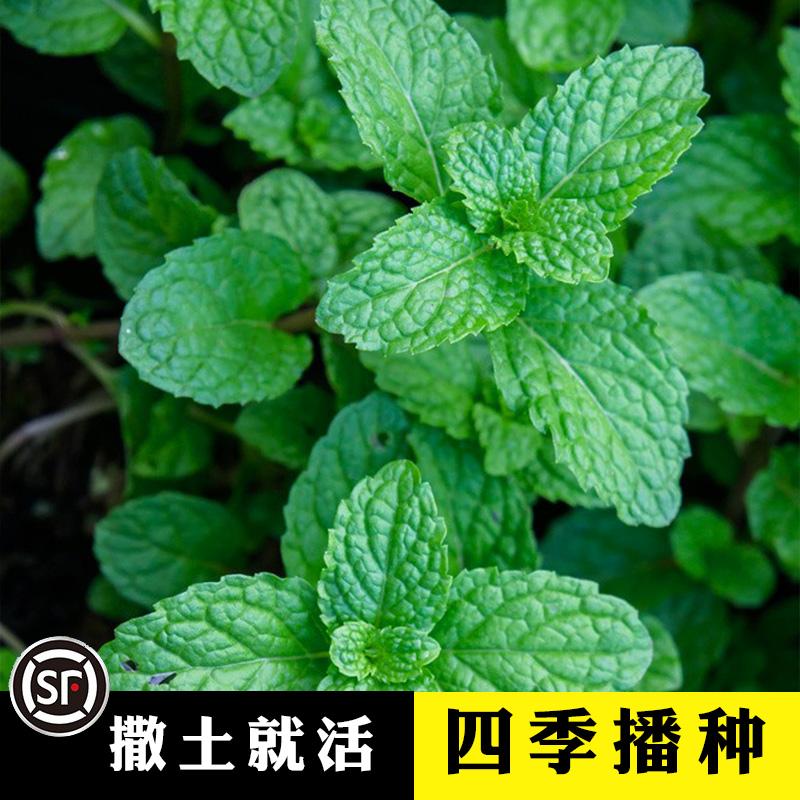 Hạt giống bạc hà ăn được cây bạc hà chanh catnip gieo hạt giống hoa trong chậu ban công trong nhà cho tất cả các mùa