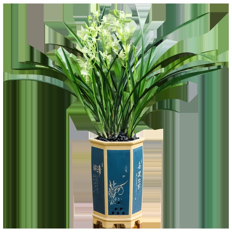 Hoa lan, cây giống Jianlan, Chunlan, Molan, Cymbidium, bán hàng trực tiếp, nuôi dưỡng tốt, Tianxiangsu, hoa đặc biệt, cây xanh trong nhà, cây trồng trong chậu, cây cảnh