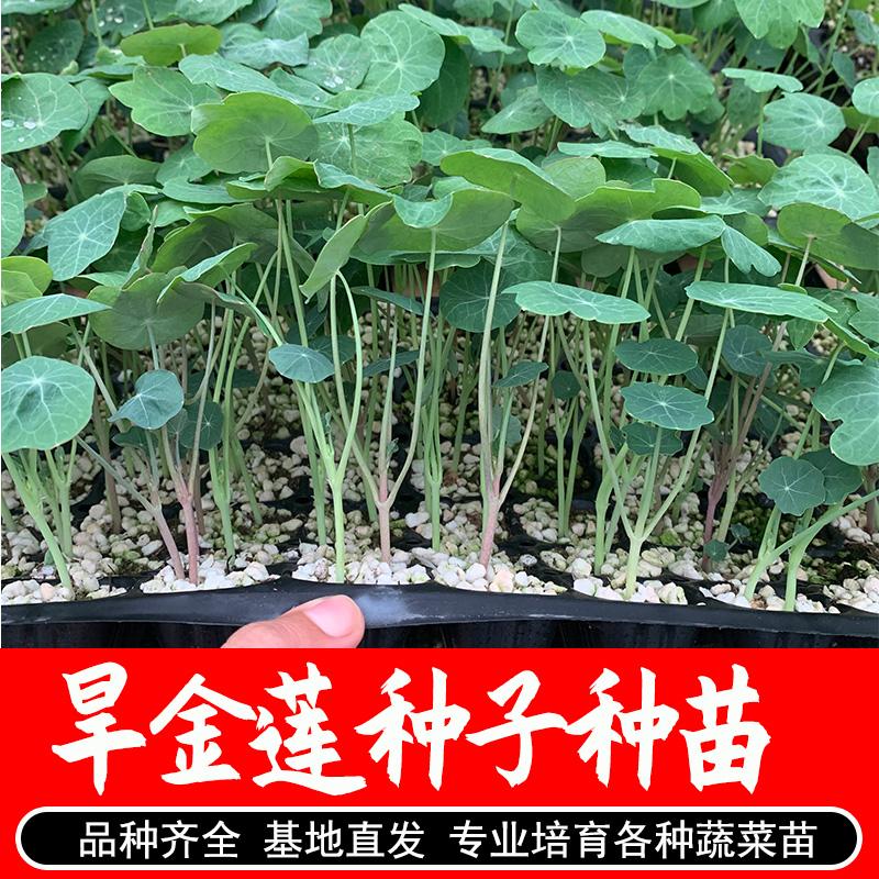 Cây giống Nasturtium Hạt giống Nasturtium Hạt Nasturtium trong nhà ban công chậu hoa trong nhà bốn mùa