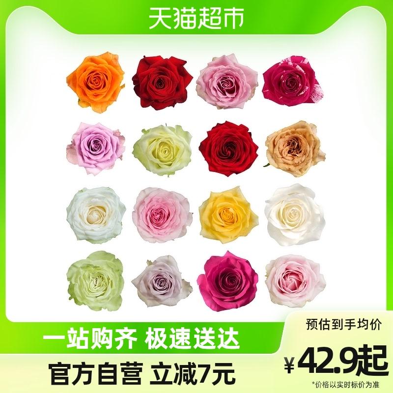 Aibida Lijiang de flower hoa hồng một đầu 20 cành 50 cm Chuỗi lạnh SF 1 gói