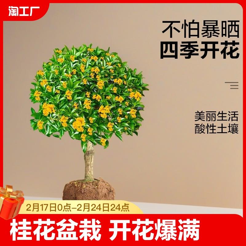 Cây giống Osmanthus, cây trồng trong chậu Osmanthus bốn mùa, cây giống Osmanthus tháng 8, hoa Osmanthus, hoa, cây, sản phẩm cơ sở thị trường thời kỳ ra hoa