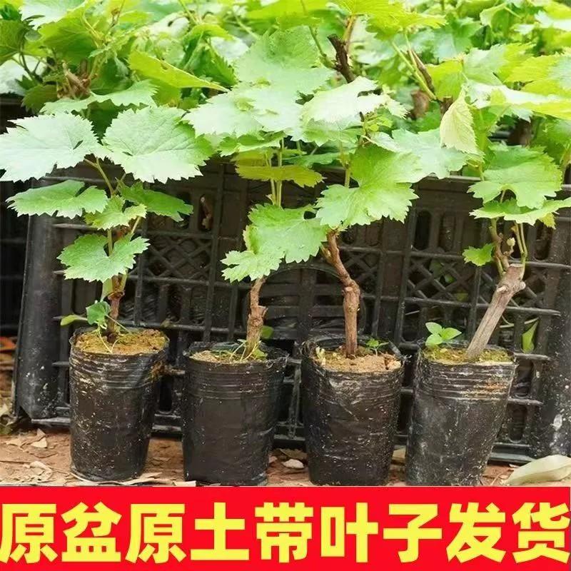 Grapevine Sunshine Rose Nho Sapphire Cây giống nho Cup Cây giống với đất Trồng trong chậu Trái cây miền Bắc và miền Nam của năm