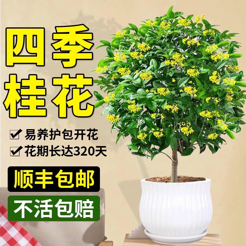 Osmanthus cây non hoa trồng trong chậu Danjingui cây xanh ngoài trời bốn mùa Osmanthus trong nhà phòng khách ban công sân trong hoa cây cảnh