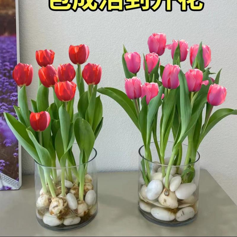 5 củ tulip, cây hoa thủy canh nở quanh năm, hạt giống hoa đất sống tốt trong nhà hai cánh nhập khẩu