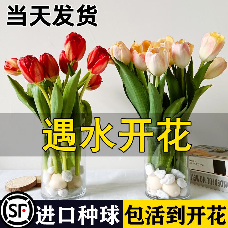 Năm củ tulip, chậu hoa thủy canh, nở hoa quanh năm, rất tốt để nuôi cây con trong nhà có nụ.