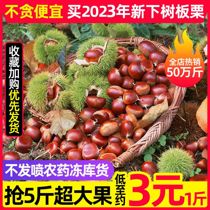 [Quả cây 20 tuổi] Hạt dẻ lớn mới hái, 5 pound, nón hạt dẻ, nón hạt dẻ, hạt dẻ, rau, Luotian, Đan Đông, Liêu Ninh