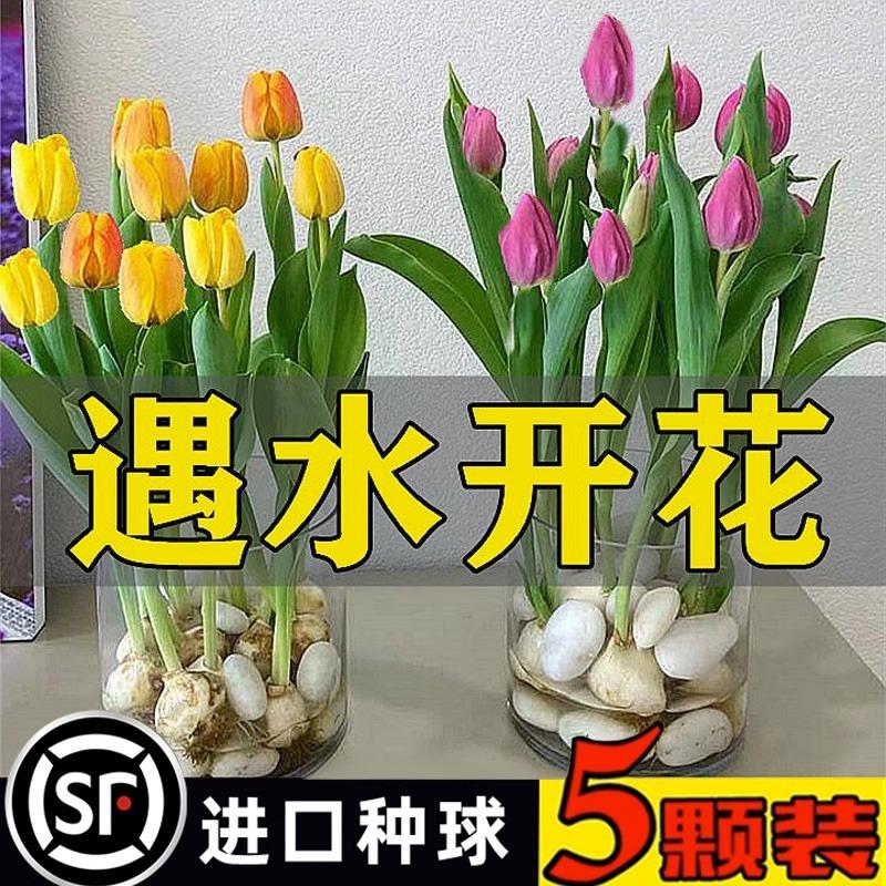 5 củ tulip, chậu hoa thủy canh, cánh hoa kép, nở quanh năm, tốt làm đất canh tác, hạt giống hoa ban công