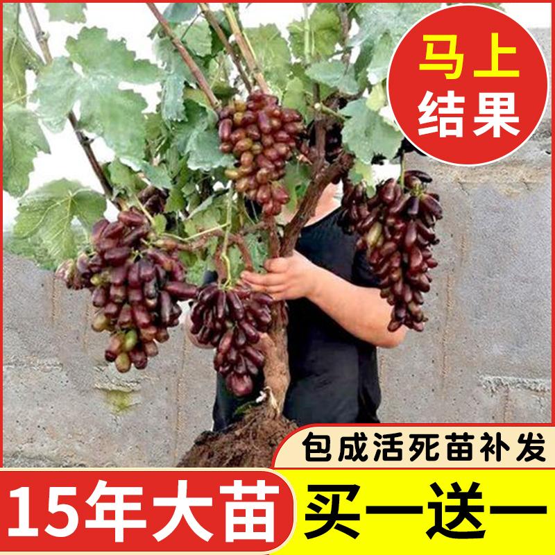 Kyoho Grapevine Sunshine Rose Sapphire Grapevine Qu Không hạt Nam Bắc Trồng trong chậu Cây leo vườn