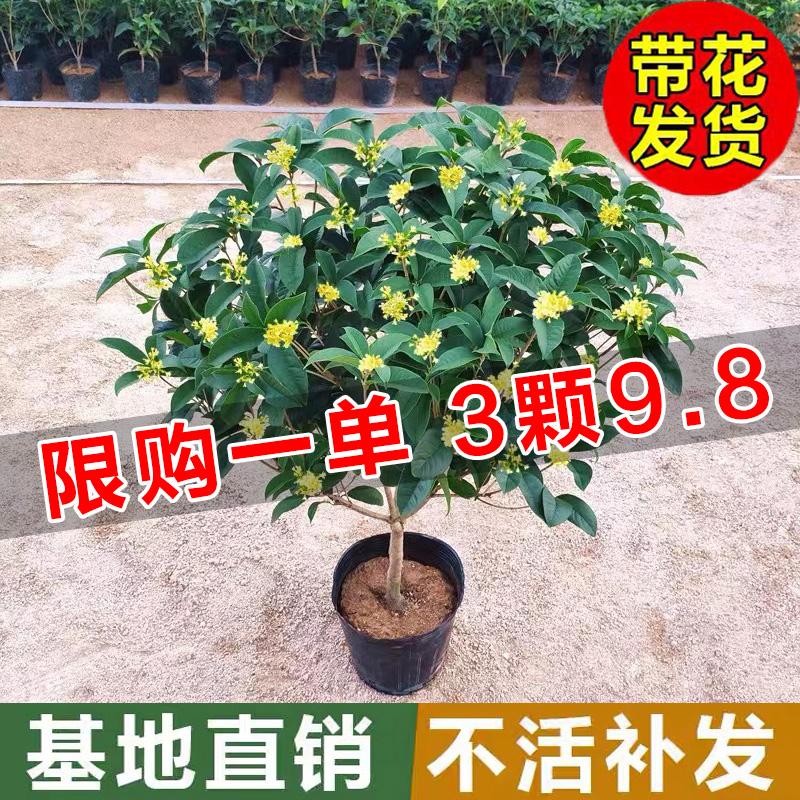 Cây Osmanthus trong chậu phòng khách trong nhà bốn mùa Cây xanh Osmanthus cây quế vàng cây non hoa thơm nồng nàn ban công nở rộ bốn mùa